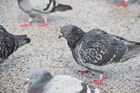 caonon_eos_7d_mk2_test_03.jpg